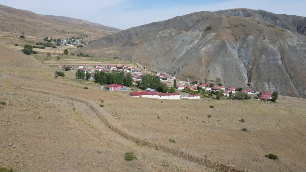 Erzincan’da Ayı Dehşeti: Ağıla Ayı Girdi, 144 Küçükbaş Hayvan Telef Oldu