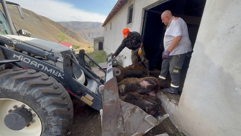 Erzincan’da Ayı Dehşeti: Ağıla Ayı Girdi, 144 Küçükbaş Hayvan Telef Oldu