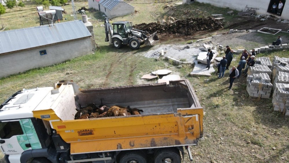 Erzincan’da Ayı Dehşeti: Ağıla Ayı Girdi, 144 Küçükbaş Hayvan Telef Oldu