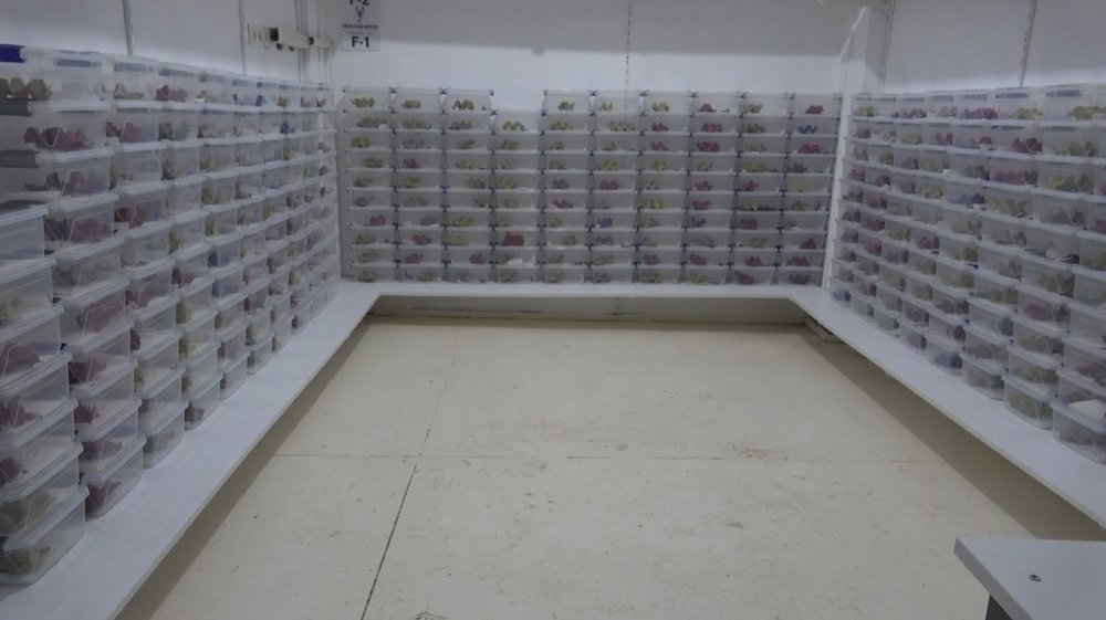 Samsun’da Dikkat Çeken Yatırım.. Akrep Yetiştiriciliği ve Zehir Sağım Merkezi Kuruldu!