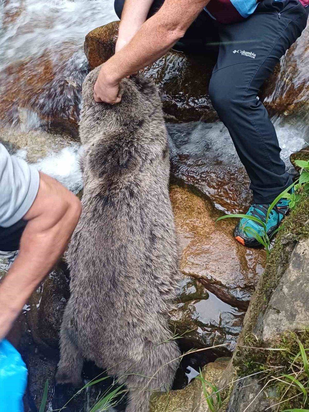 Trabzon’da Yavru Boz Ayı Dere Yatağında Mahsur Kaldı.. Yurttaşlar Kurtardı!