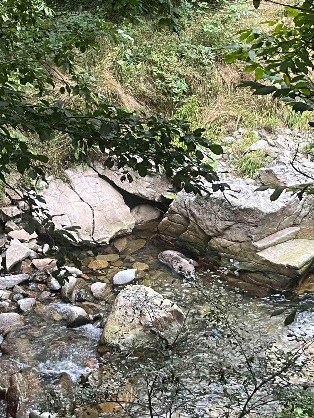 Trabzon’da Yavru Boz Ayı Dere Yatağında Mahsur Kaldı.. Yurttaşlar Kurtardı!