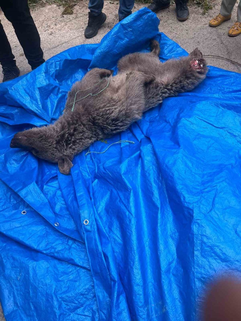 Trabzon’da Yavru Boz Ayı Dere Yatağında Mahsur Kaldı.. Yurttaşlar Kurtardı!