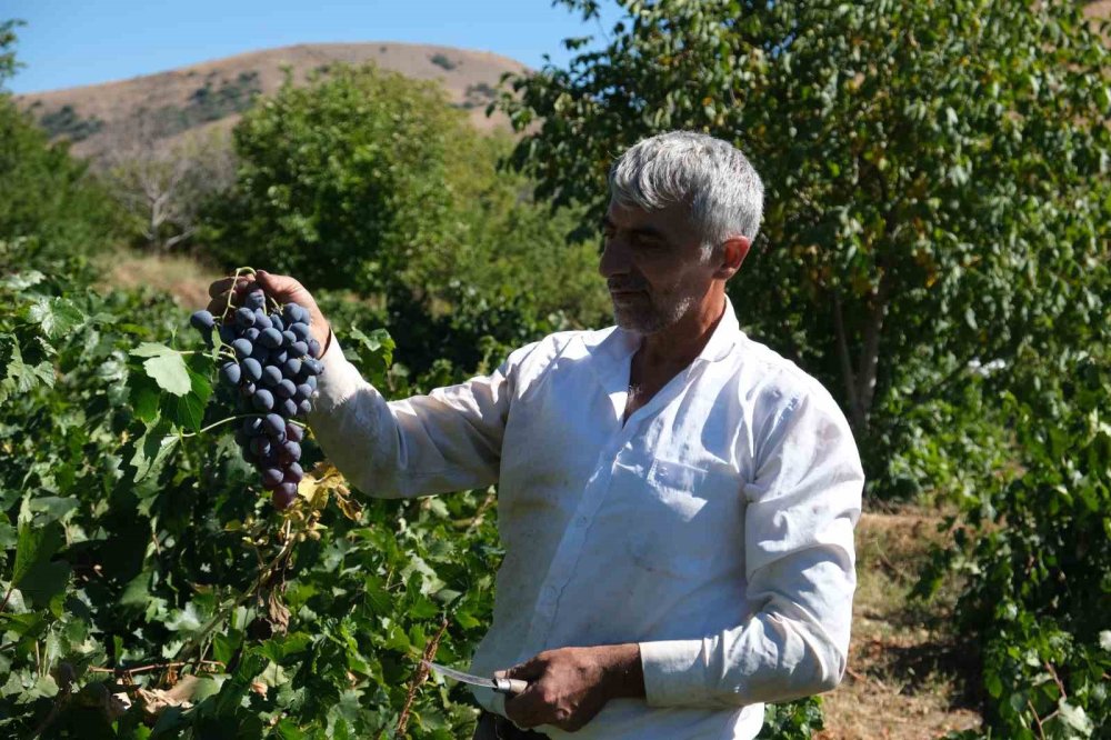 Erzincan’ın Siyah İncisi Cimin Üzümünde Hasat Zamanı