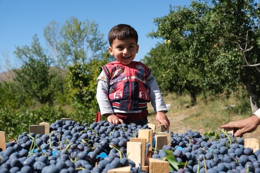 Erzincan’ın Siyah İncisi Cimin Üzümünde Hasat Zamanı
