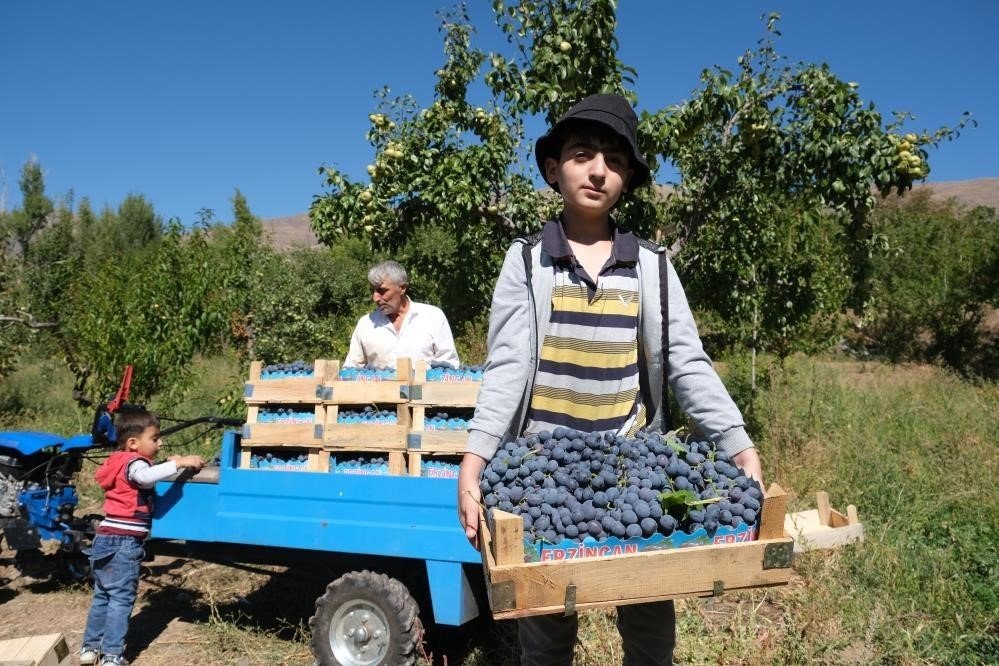 Erzincan’ın Siyah İncisi Cimin Üzümünde Hasat Zamanı