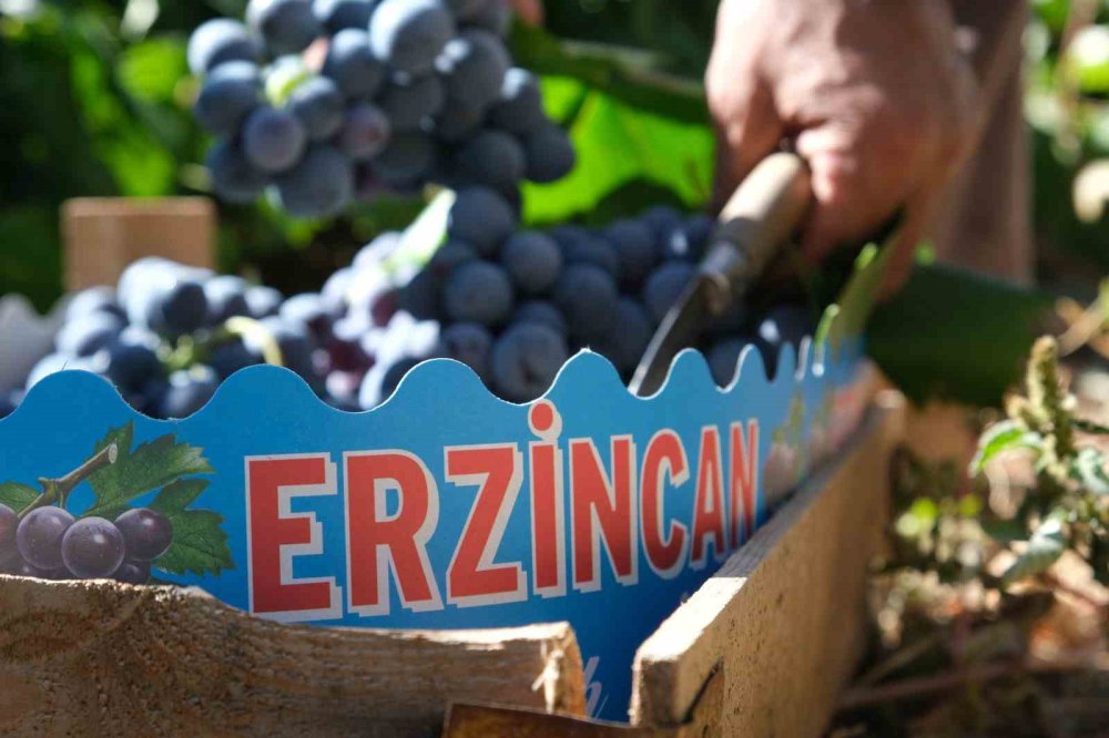 Erzincan’ın Siyah İncisi Cimin Üzümünde Hasat Zamanı