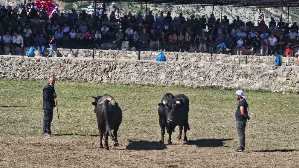 Artvin’de Uçurumun Üzerindeki Arenada Boğa Güreşleri.. 1 Milyon Lira Ödül!