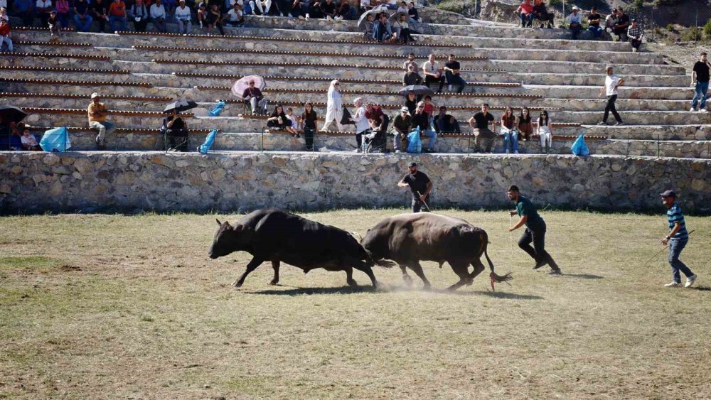 Artvin’de Uçurumun Üzerindeki Arenada Boğa Güreşleri.. 1 Milyon Lira Ödül!