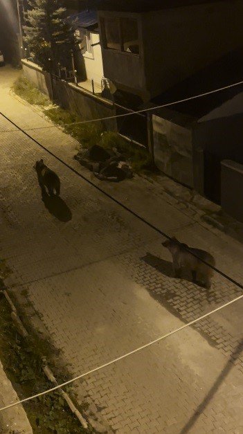 Sarıkamış’ta Boz Ayılar Yeniden Yerleşim Yerinde.. O Anlar Kamerada!