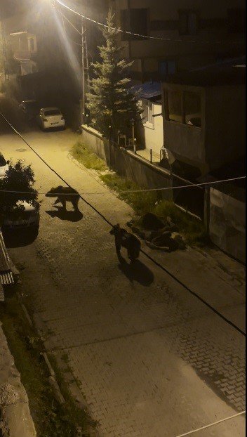 Sarıkamış’ta Boz Ayılar Yeniden Yerleşim Yerinde.. O Anlar Kamerada!