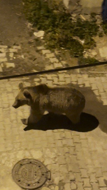 Sarıkamış’ta Boz Ayılar Yeniden Yerleşim Yerinde.. O Anlar Kamerada!