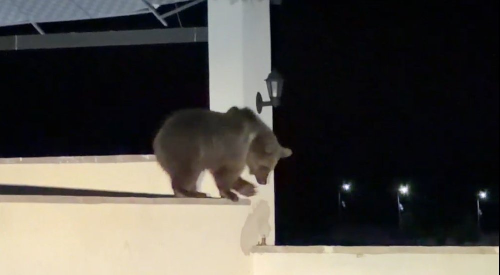 Sarıkamış’ta Bozayı Ev Avlusunda Yiyecek Aradı.. Yurttaş Aracında Bekledi!