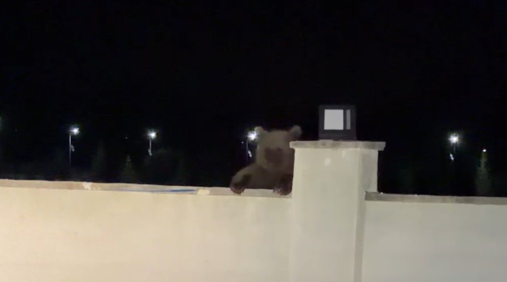 Sarıkamış’ta Bozayı Ev Avlusunda Yiyecek Aradı.. Yurttaş Aracında Bekledi!