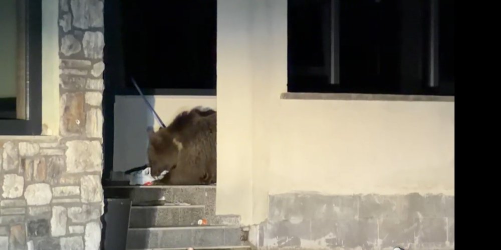 Sarıkamış’ta Bozayı Ev Avlusunda Yiyecek Aradı.. Yurttaş Aracında Bekledi!