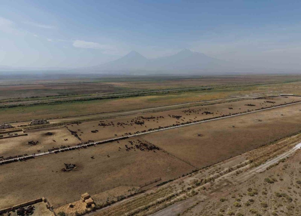 Iğdır’da Angus Yetiştiriciliği Büyüyor.. TİGEM’den 840 Üreticiye Hayvancılık Desteği!