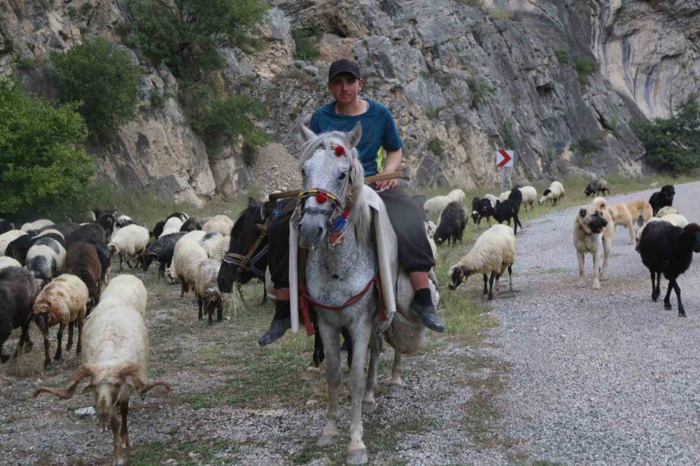 Bilbilan Yaylası’nda Sezon Sona Erdi.. Besiciler Sürüleriyle Alçak Meralara İniyor!