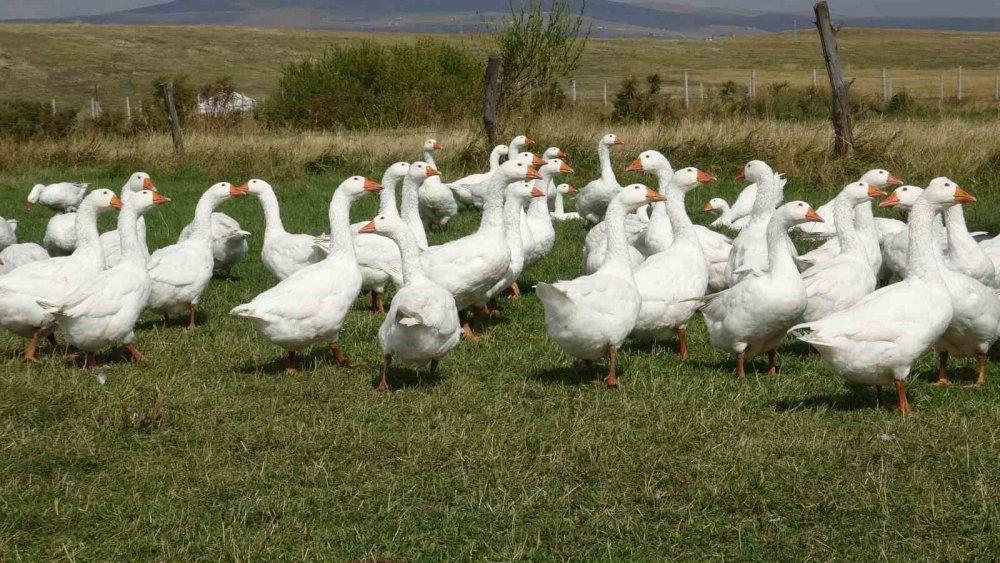 Belediye Başkanlığından Kaz Yetiştiriciliğine.. Ali Yeğin Susuz’da Kaz Yetiştiriyor!