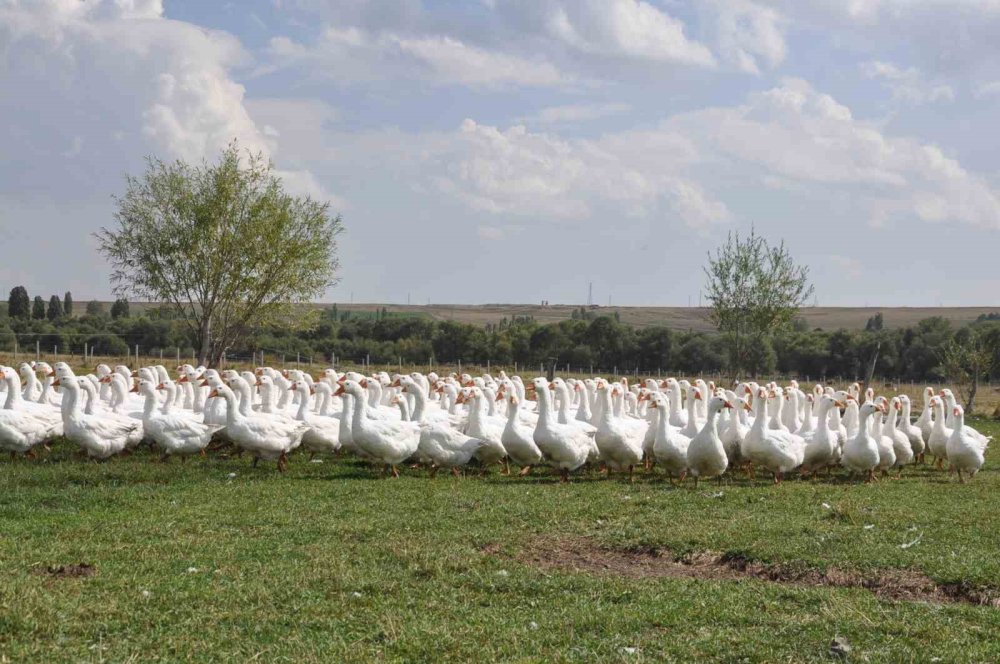 Belediye Başkanlığından Kaz Yetiştiriciliğine.. Ali Yeğin Susuz’da Kaz Yetiştiriyor!
