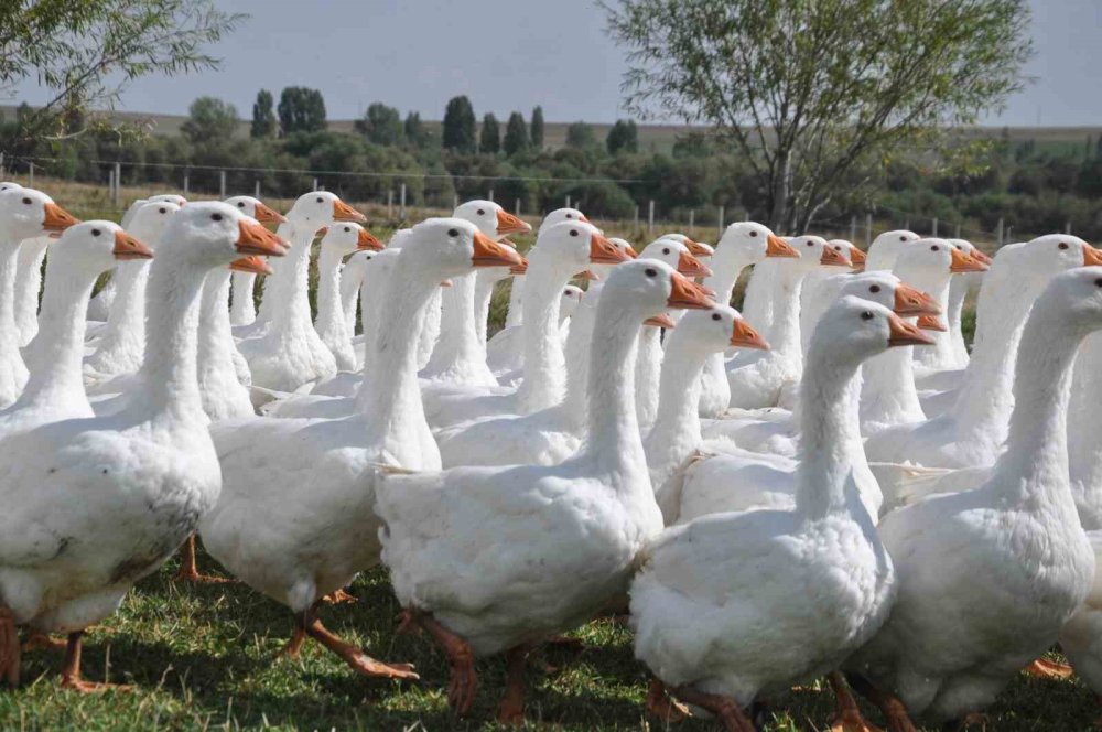 Belediye Başkanlığından Kaz Yetiştiriciliğine.. Ali Yeğin Susuz’da Kaz Yetiştiriyor!