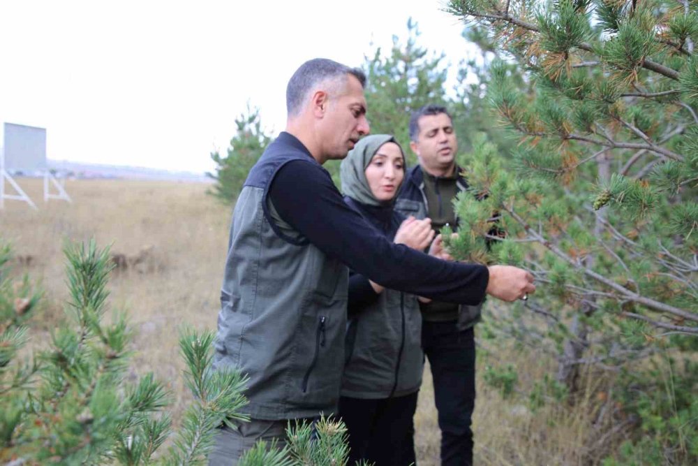 Kars’ta Kent Ormanı Planı Gündemde.. Yeni Yeşil Alan İçin Saha İncelendi!