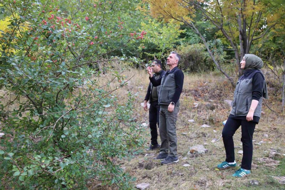 Kars’ta Kent Ormanı Planı Gündemde.. Yeni Yeşil Alan İçin Saha İncelendi!