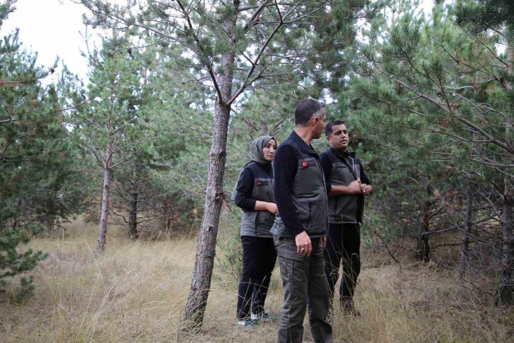 Kars’ta Kent Ormanı Planı Gündemde.. Yeni Yeşil Alan İçin Saha İncelendi!