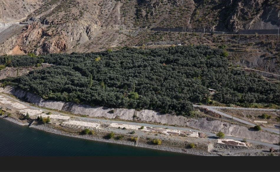 Çoruh Vadisi’nin Butko Zeytininde Hasat Başladı.. Tescil İçin Gözler 2026’da!