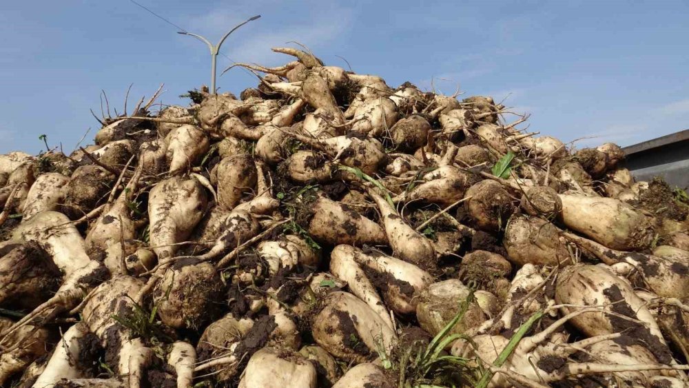 Kars Şeker Fabrikası’nda Pancar Mesaisi Başladı.. Üreticiler Fiyat Artışı İstiyor!