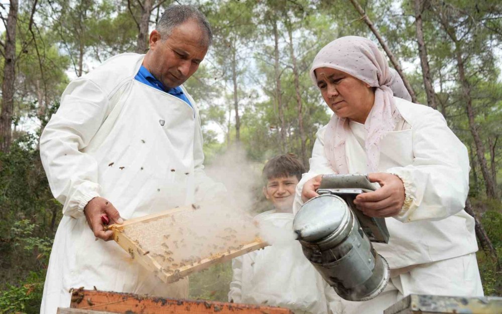Dünya Çam Balı Üretiminin Yüzde 90'ı Türkiye'de.. Arıcılar Hasada Başladı!