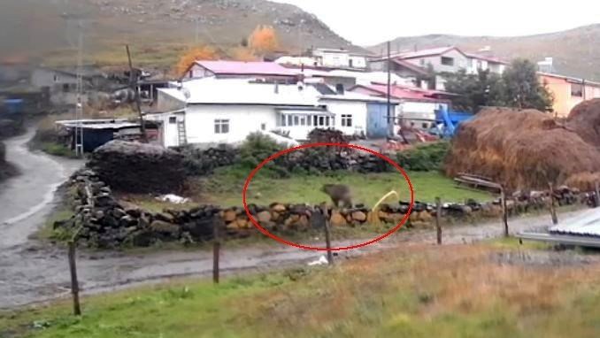 Ardahan’ın Ölçek Köyünde Gündüz Görüntülenen Ayı.. Köyde Tedirginlik Yarattı!