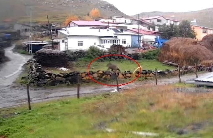 Ardahan’ın Ölçek Köyünde Gündüz Görüntülenen Ayı.. Köyde Tedirginlik Yarattı!