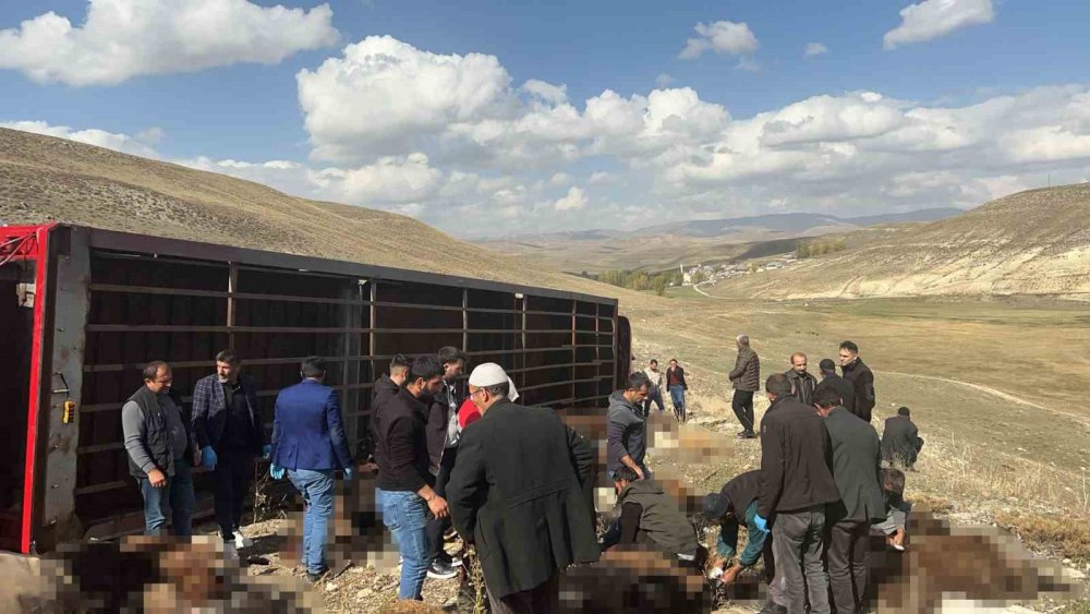 Erzurum’da Hayvan Yüklü Tır Devrildi: 130 Küçükbaş Hayvan Telef Oldu