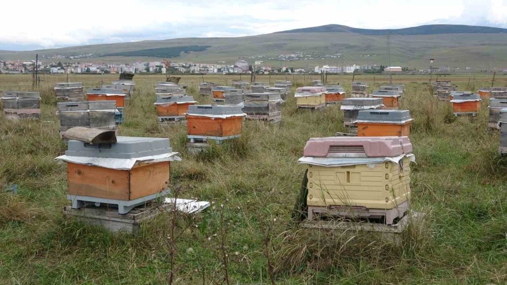 Ardahan Arı Yetiştiricileri Birliği’nden Kış Bakımı Vurgusu.. Varroa Mücadelesi de Önem Taşıyor!