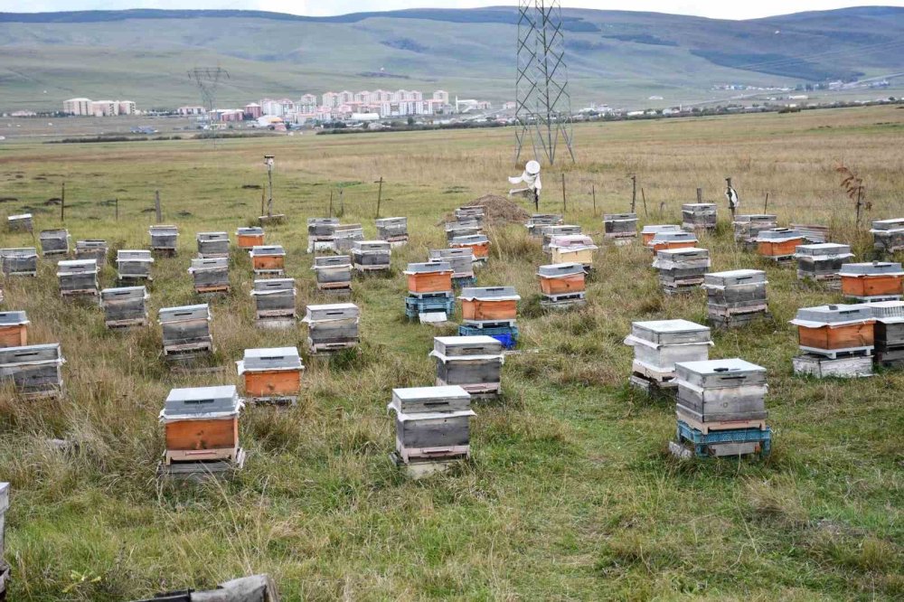 Ardahan Arı Yetiştiricileri Birliği’nden Kış Bakımı Vurgusu.. Varroa Mücadelesi de Önem Taşıyor!