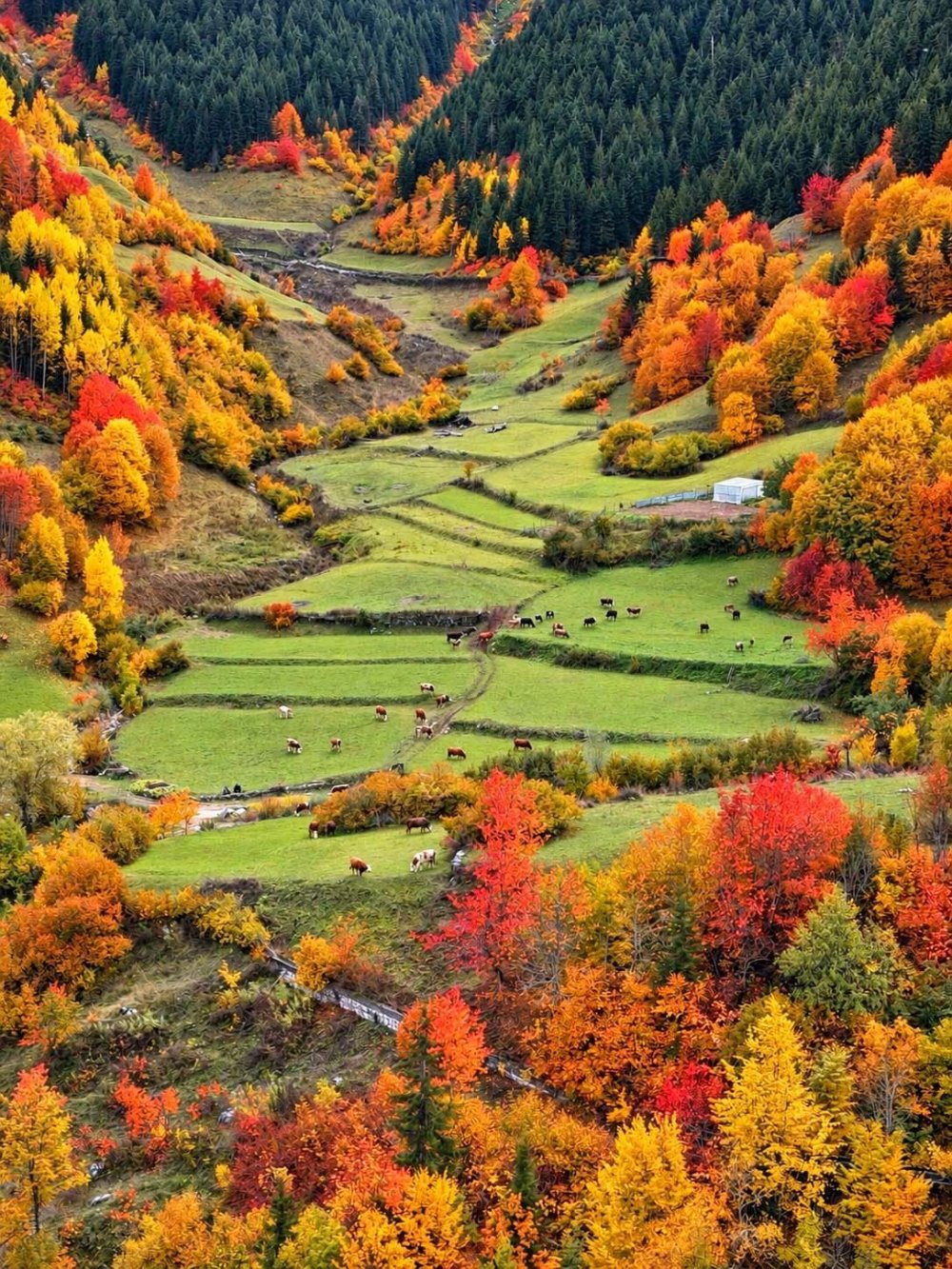 Artvin’de Sonbahar Manzaraları Öne Çıkıyor.. Yusufeli Barajı Dört Barajın Üretimini Artırdı!