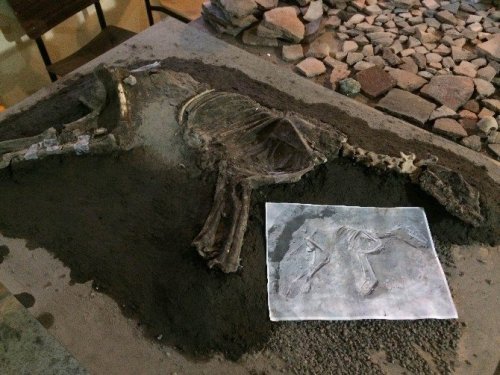2700 Yıllık Köpek İskeleti Sergilenecek
