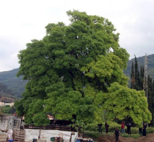 300 Yıllık Anıt Ağaç İçin Seferberlik