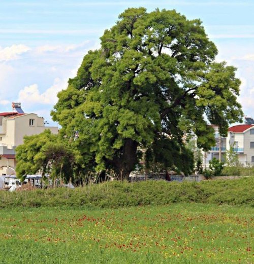 300 Yıllık Anıt Ağaç İçin Seferberlik