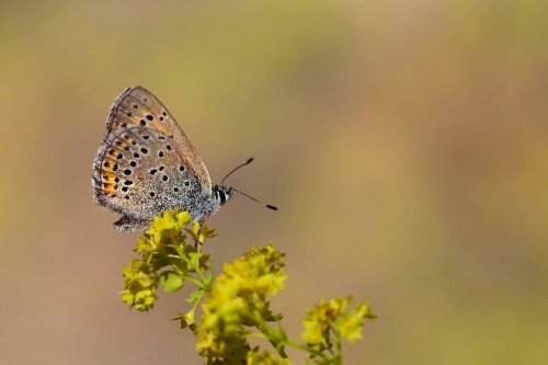 50 Sanatçı Uludağ’da Apollo Kelebeği’nin Peşine Düştü