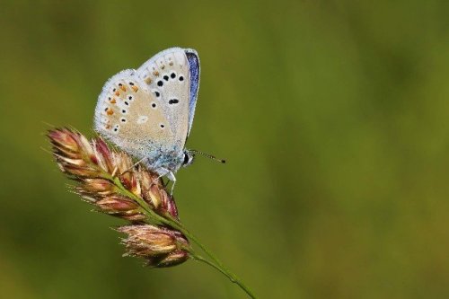 50 Sanatçı Uludağ’da Apollo Kelebeği’nin Peşine Düştü