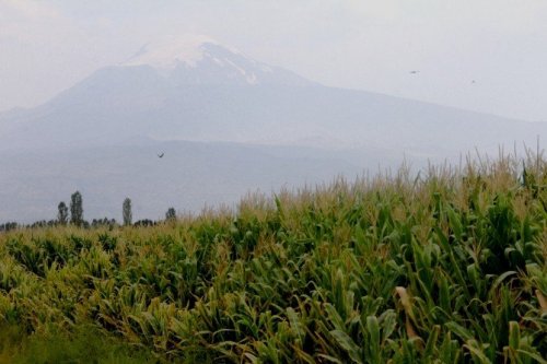 Ağrı Dağı’ndaki 386 Bitki Türü Kitaplaştırıldı
