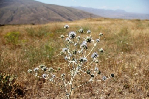 Ağrı Dağı’ndaki 386 Bitki Türü Kitaplaştırıldı