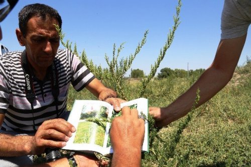 Ağrı Dağı’ndaki 386 Bitki Türü Kitaplaştırıldı