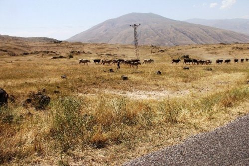 Ağrı Dağı’ndaki 386 Bitki Türü Kitaplaştırıldı