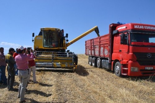 Ağrı’da Hububat Hasadı Başladı