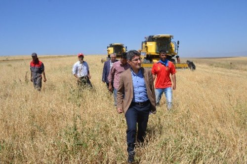 Ağrı’da Hububat Hasadı Başladı