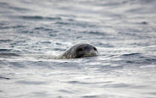 Akdeniz Foklarını Rahatsız Etmek Resmen Yasaklandı