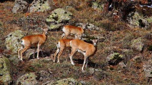 'Anadolu Yaban Koyunu' Koruma Altında