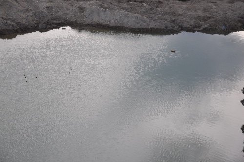 Angutlar 'Kum Ocağı Göleti'ne Sığındı